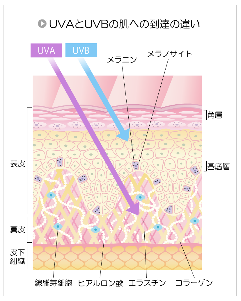 紫外線にはUVAとUVBの２種類があり、肌や細胞への浸透率が違う。